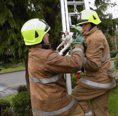 Firefighters rescue Bobby from a tree in Inverness for the second time in a week.