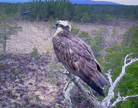 EJ at Loch Garten