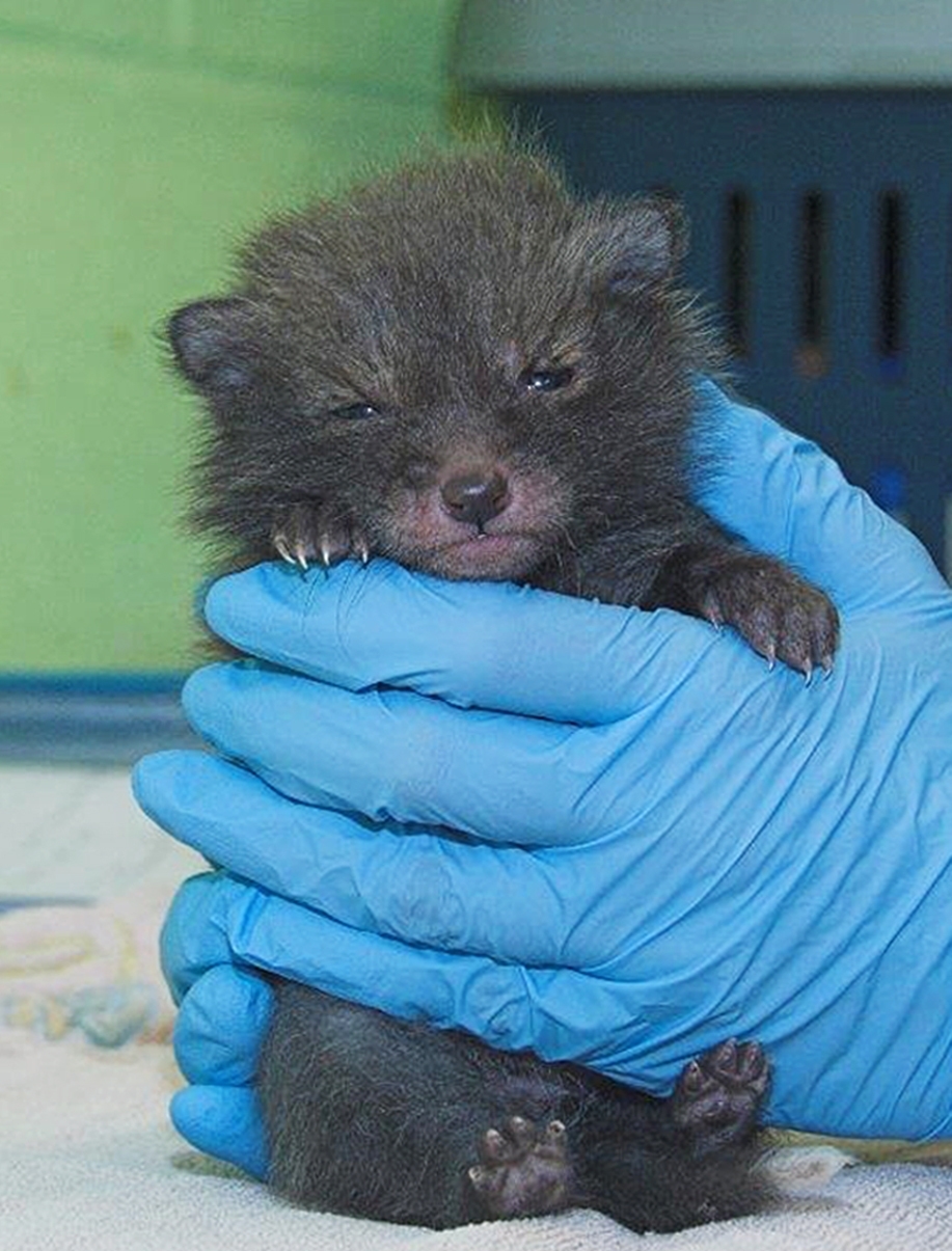  A photo issued by the Scottish SPCA of Utah, a fox cub which is being cared for by the charity after becoming separated from her mother. 