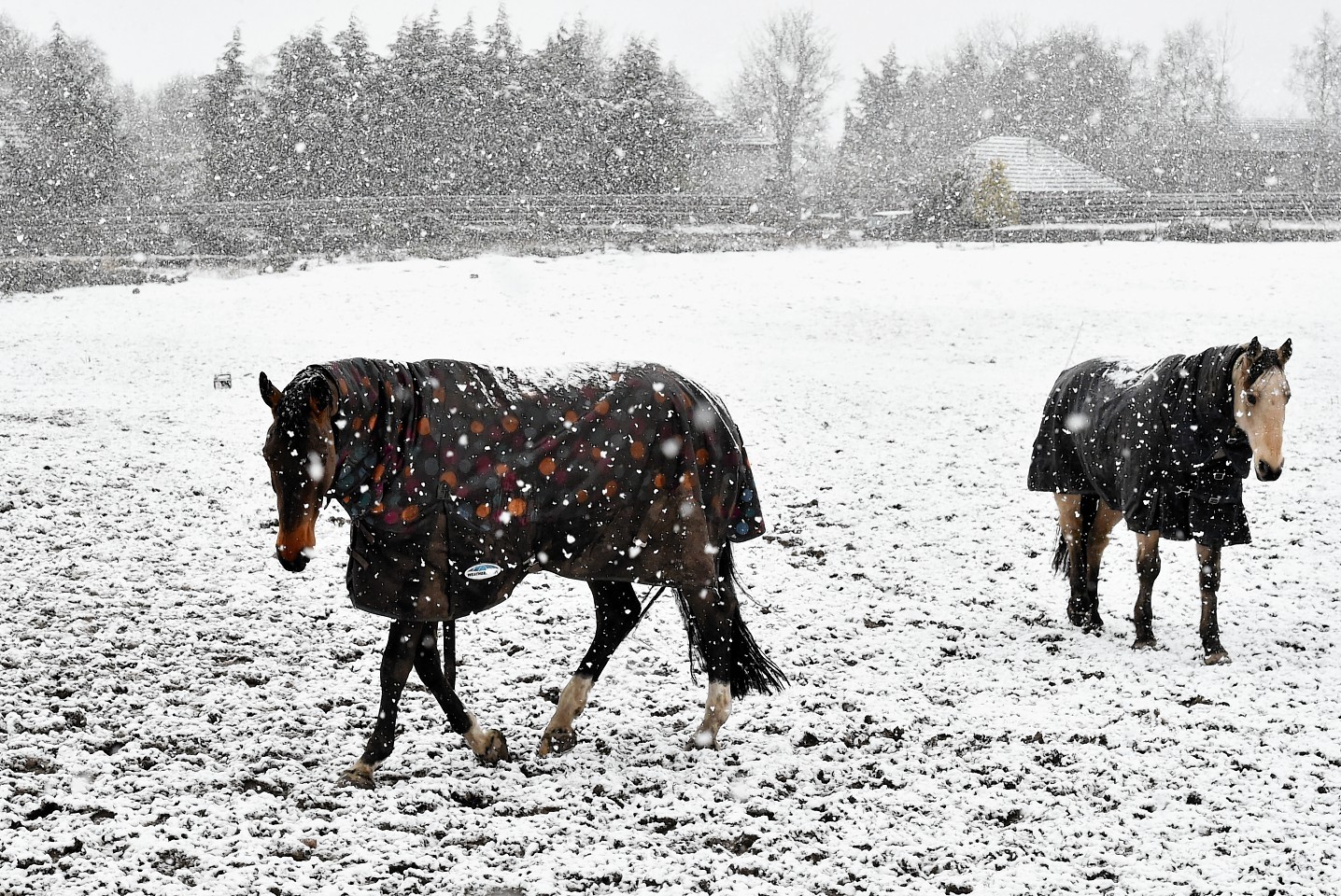 Horsing around in the snow at Maryculter. Picture by Colin Rennie 