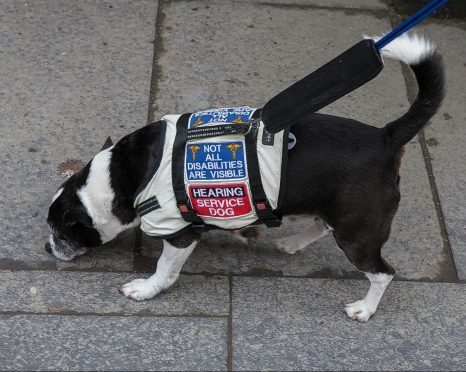 In what is believed to be a first in Scottish criminal cases, profoundly deaf pensioner Konstanty Bembnista, was allowed to have his hearing dog with him in the dock when his trial on charges of assault and stalking  began at Wick Sheriff Court, on Tuesday.