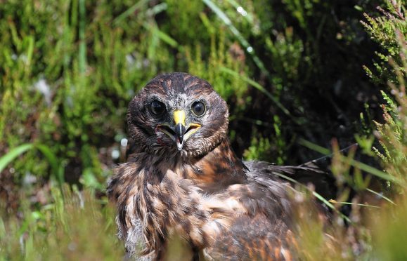 A hen harrier.