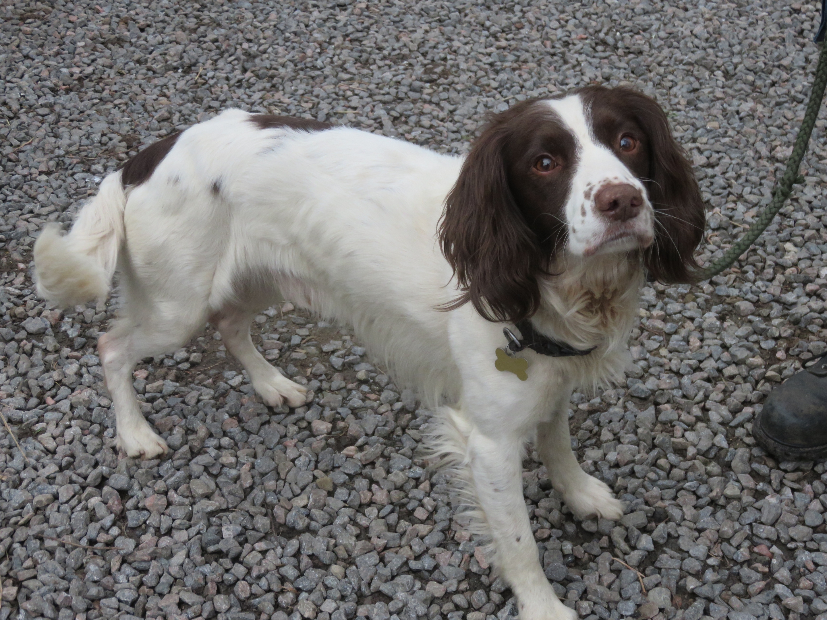 Max the spaniel believed to have attacked the sheep