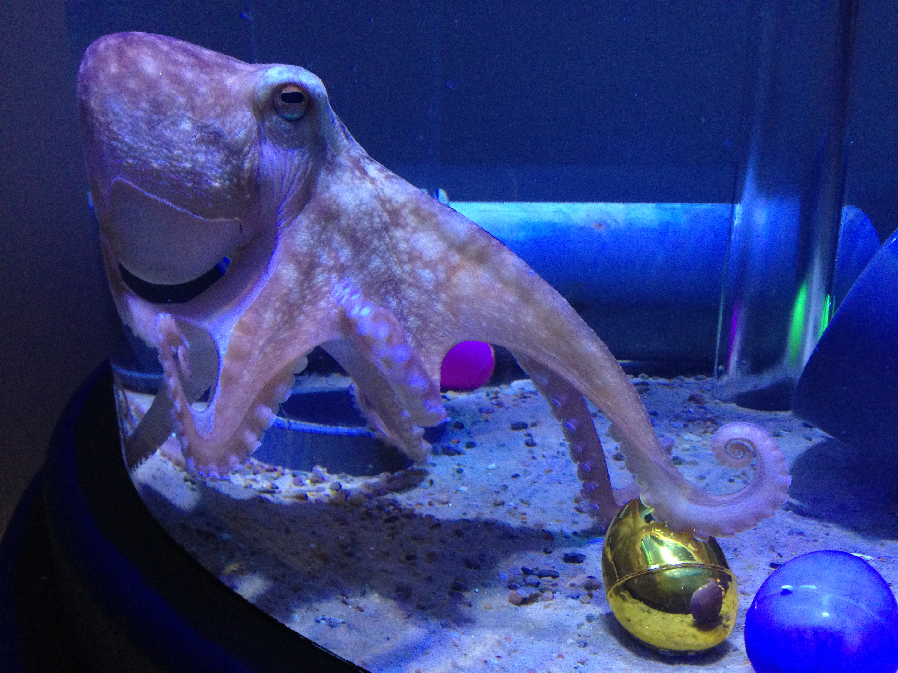 Octo Easter