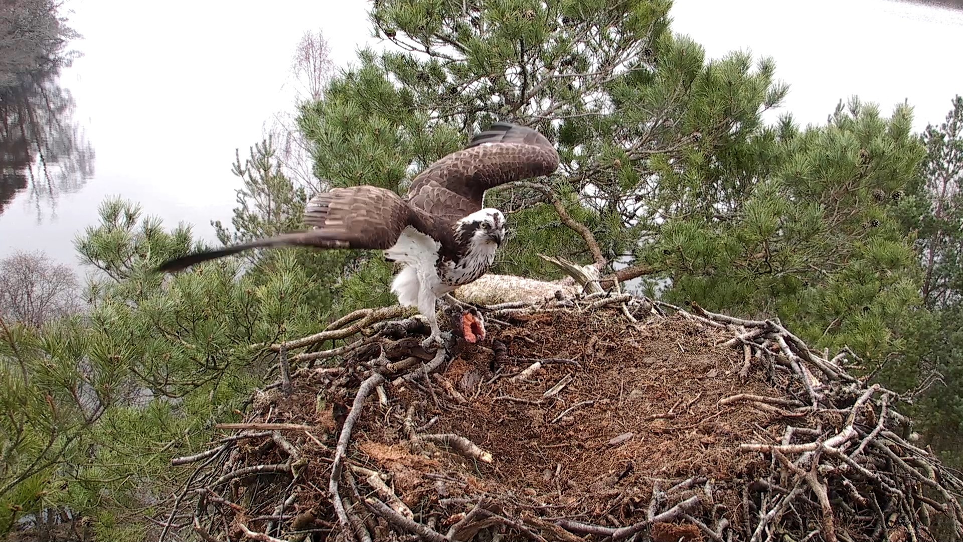 Osprey female with fish 2