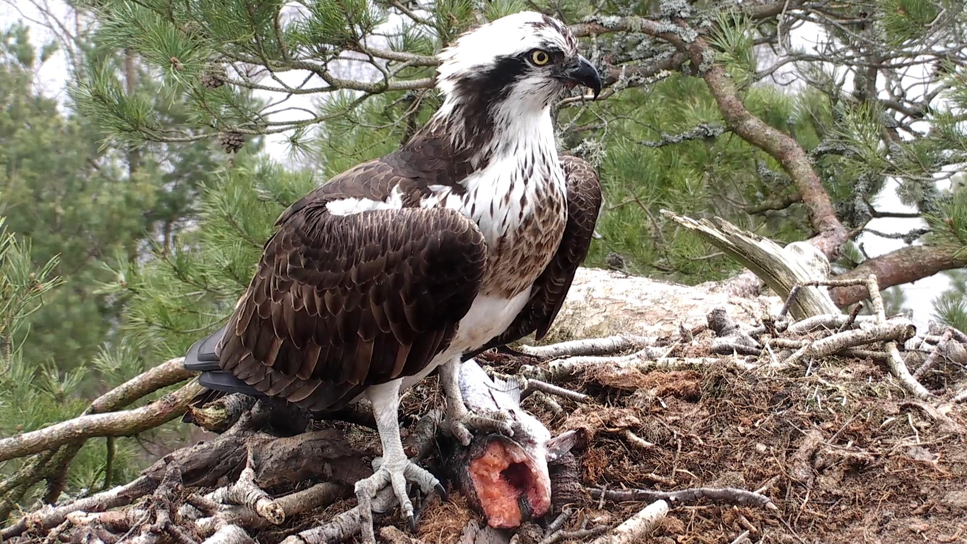 A female osprey with a fish caught for lunch
