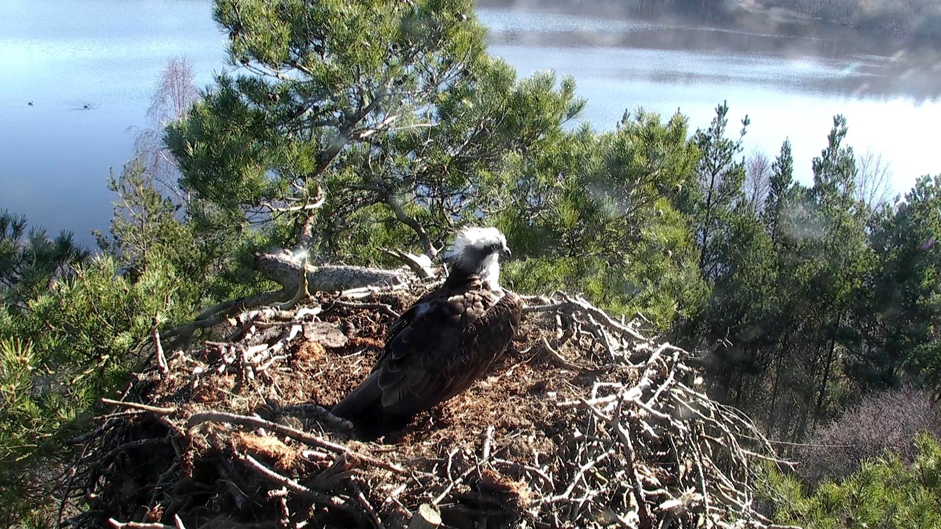 Osprey female