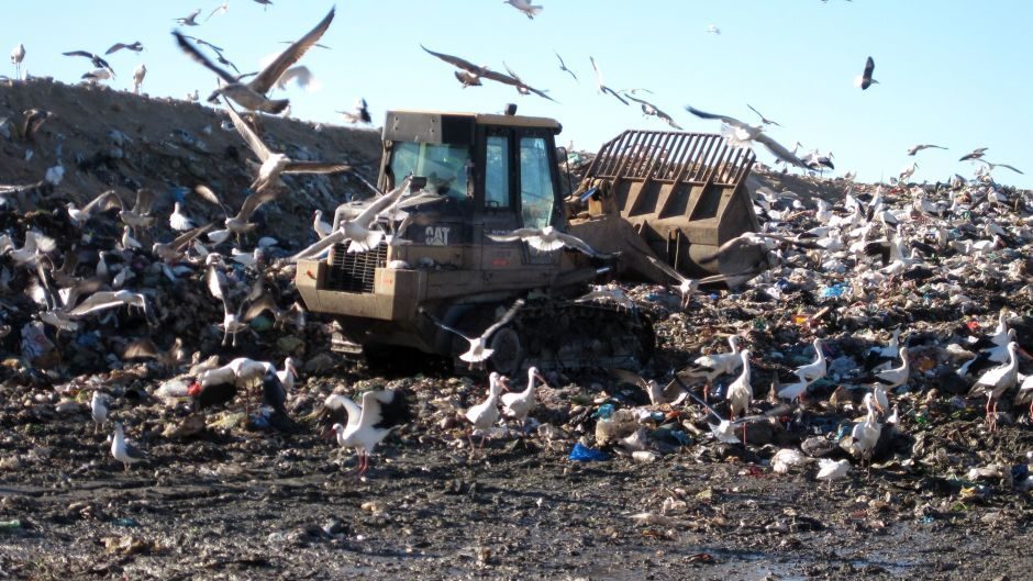 Gulls at a landfill site. 