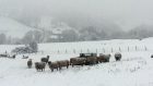 Sheep shiver in a snowy field