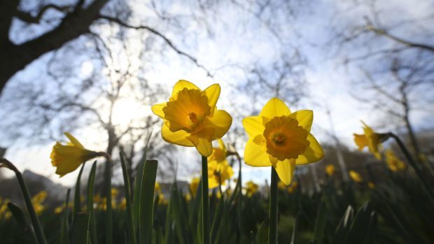 A dry week is predicted with spring just around the corner.