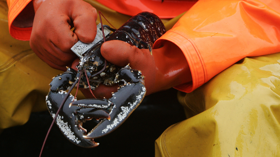 Concerns have been raised about undersized lobster being landed across the north-east