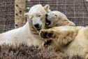 Polar Bears Arktos and Victoria in their enclosure at the Highland Wildlife Park