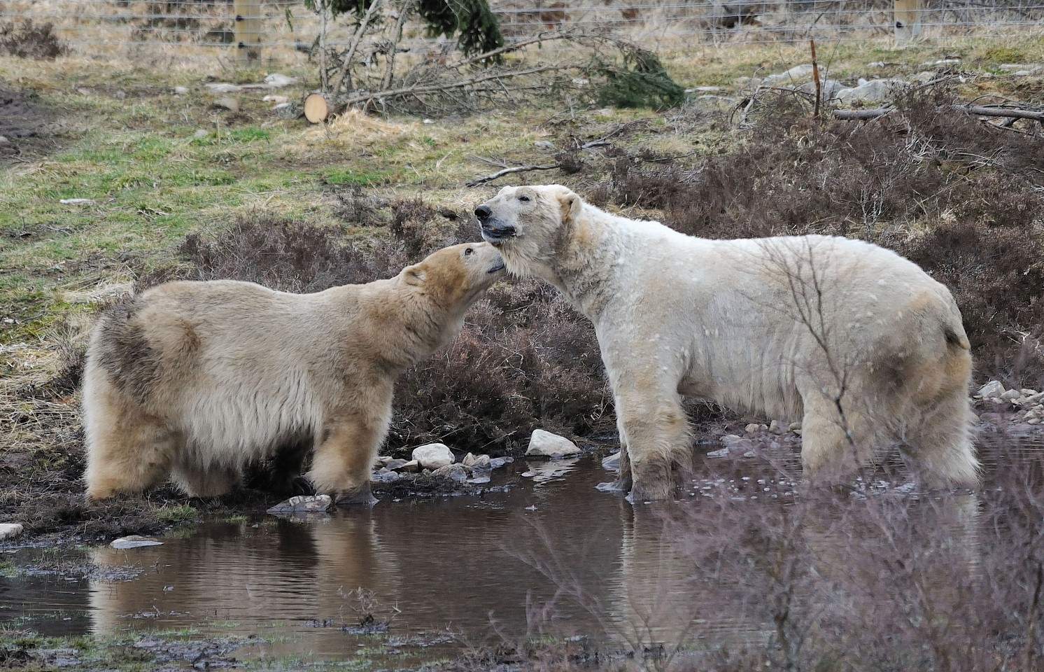 Polar Bears Arktos and Victoria seen in their enclosure at the Highland Wildlife Park 