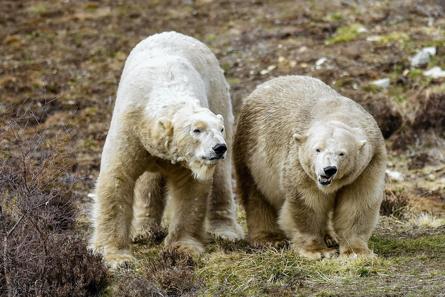 Polar Bears Arktos and Victoria seen in their enclosure at the Highland Wildlife Park 