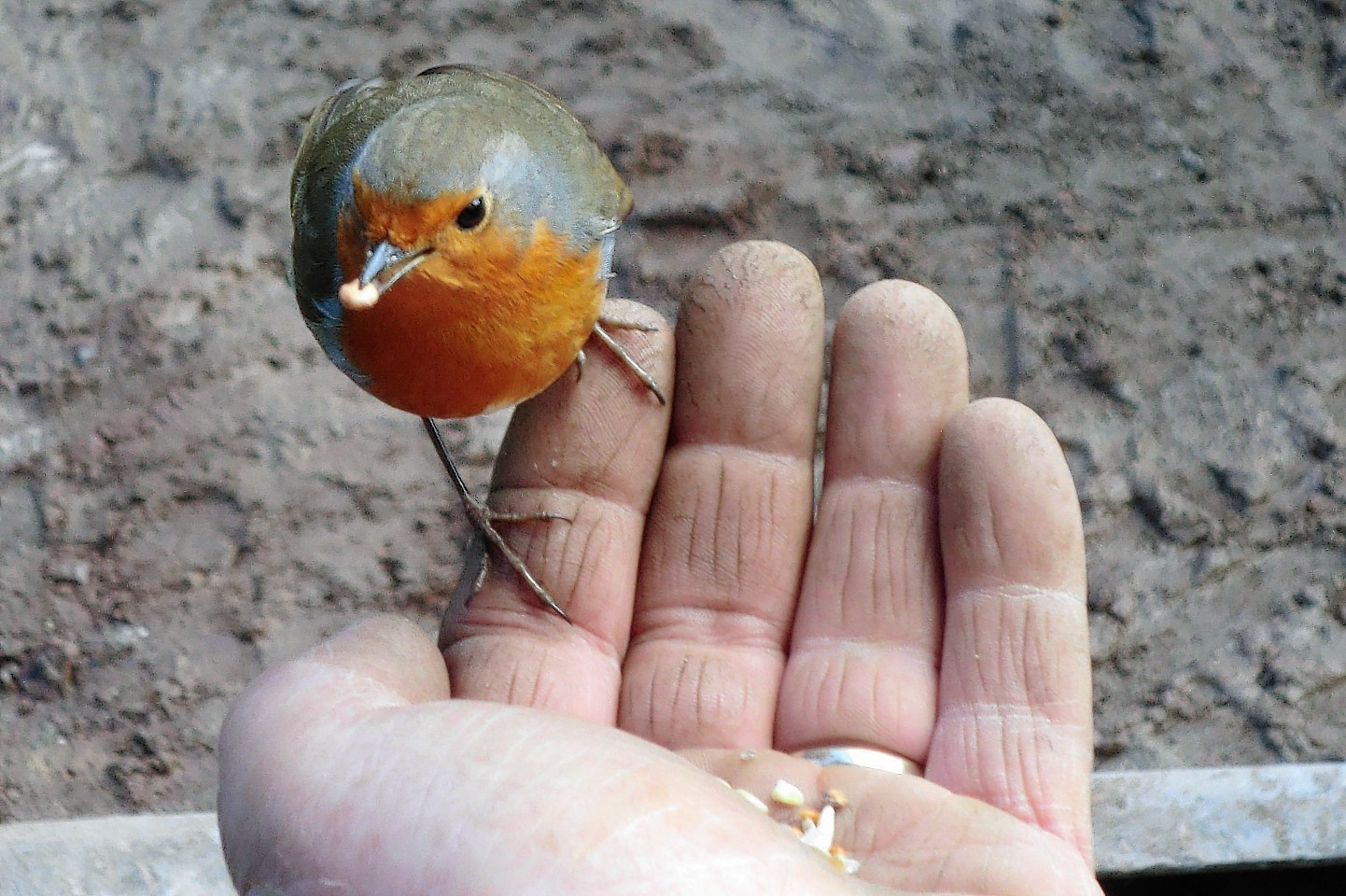 A lorry driver has made friends with a robin 