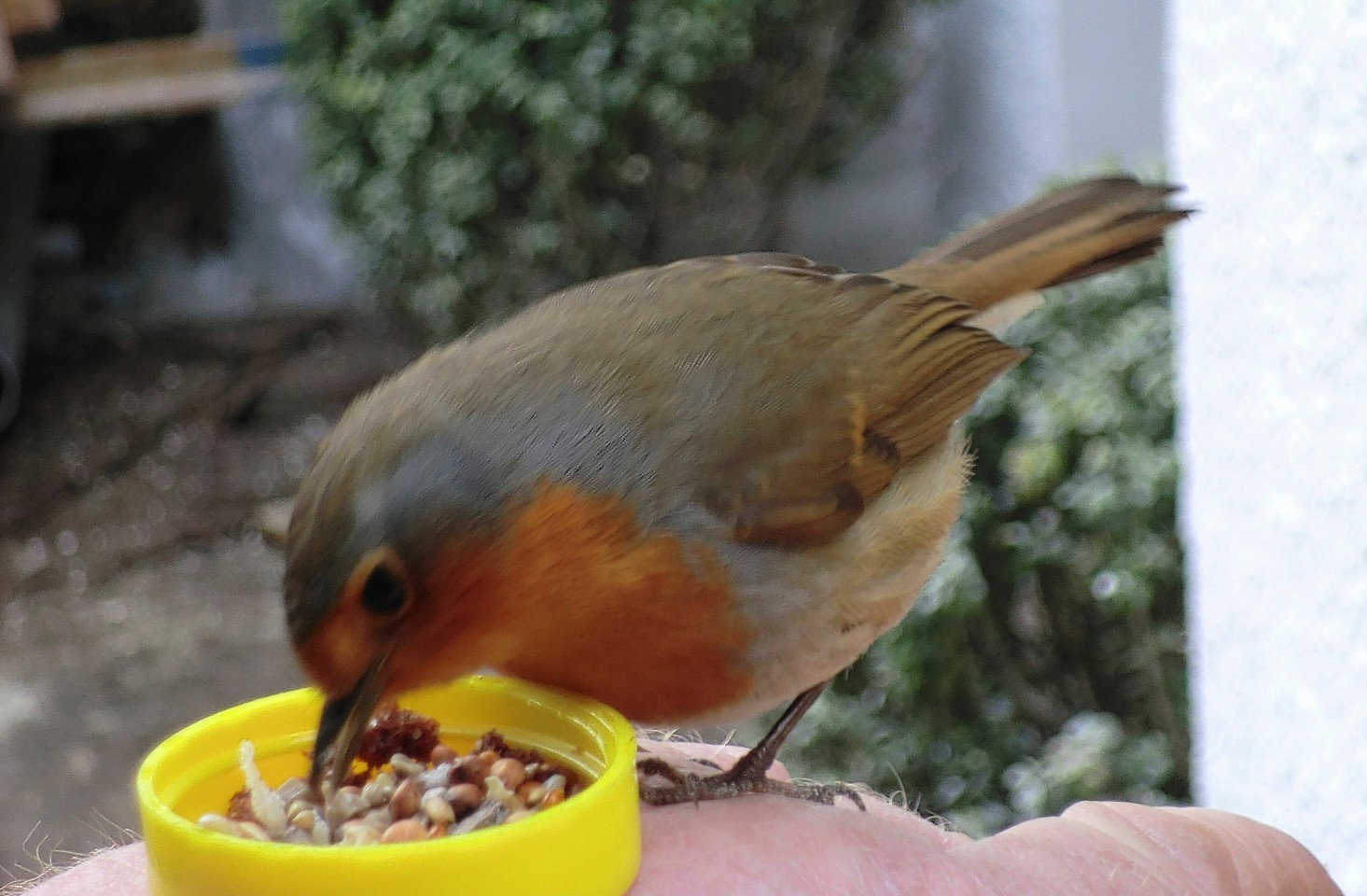 A lorry driver has made friends with a robin 