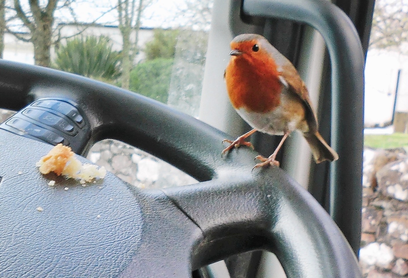 A lorry driver has made friends with a robin