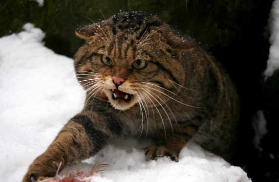 A Scottish wildcat