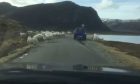 Driver meets sheep on quiet road