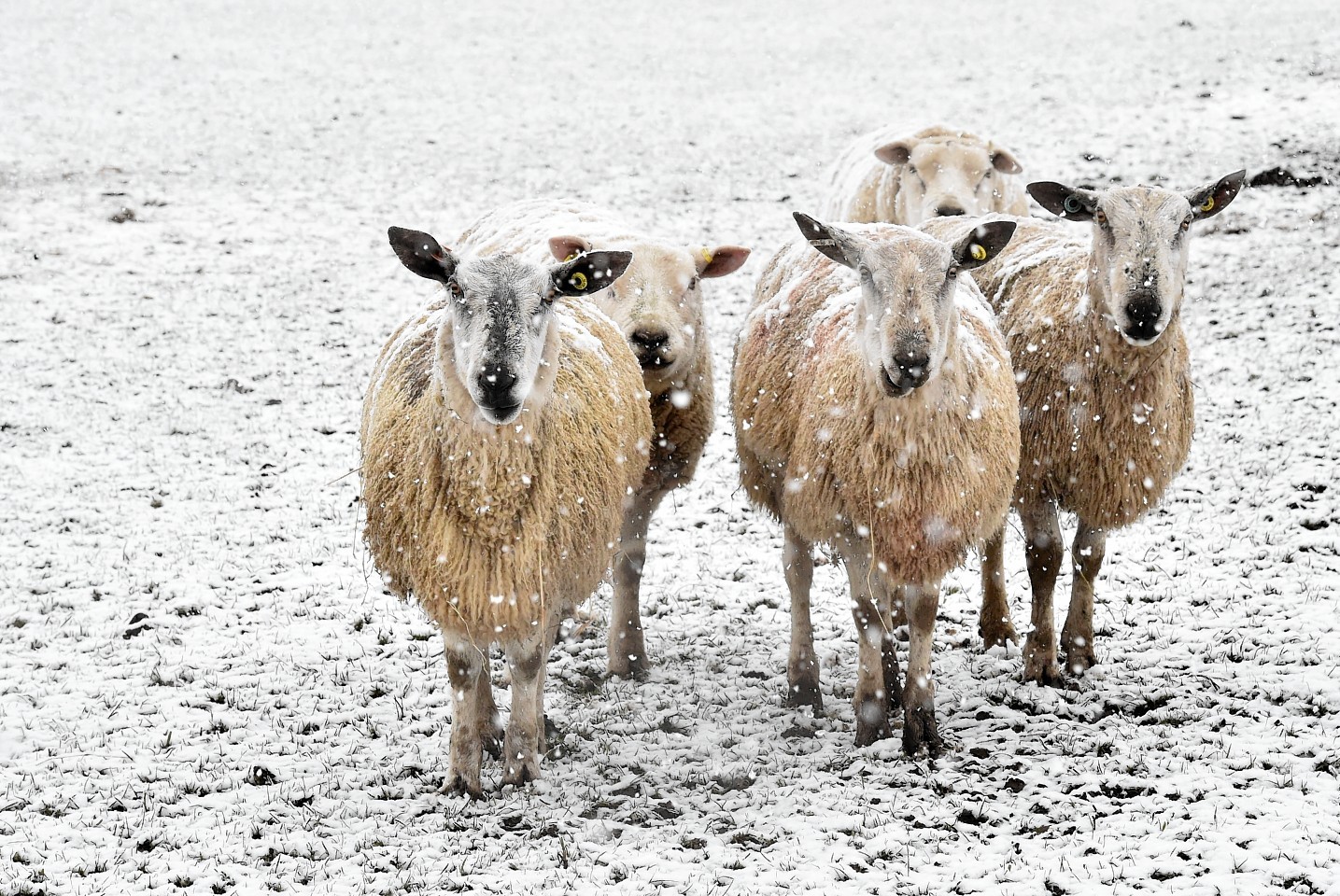 Four chilly sheep pose for the camera at Maryculter.Picture by Colin Rennie 