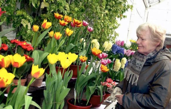 The Spring Flower Show attracts hundreds of visitors each year