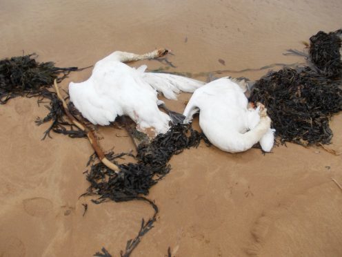 The swans on the shore, near St Combs, riddled with shotgun pellets