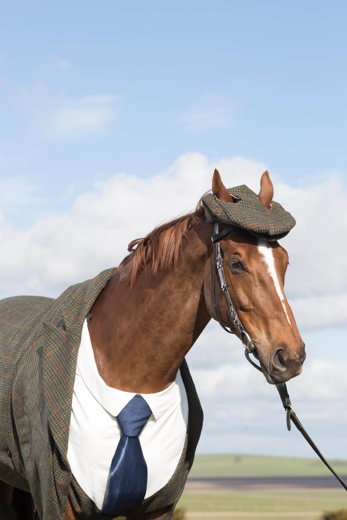 Tweeds for horses