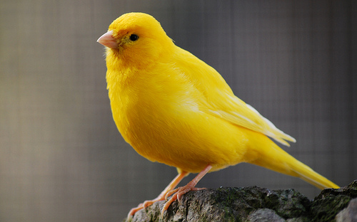 A Canary