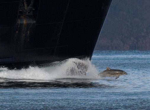 Clet bow-riding the MV Isle of Arran Ferry.
(Picture: Nick Davis, Hebridean Whale & Dolphin Trust, 2014)
