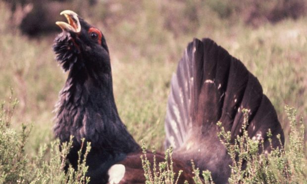 Carrbridge is leading the way in capercaillie conservation