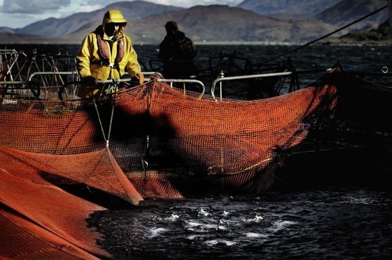 Salmon farm on Loch Linnhe near Fort William