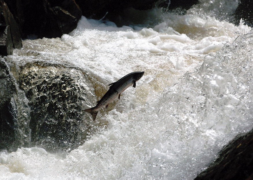 Salmon can be adversely affected by loud underwater noises