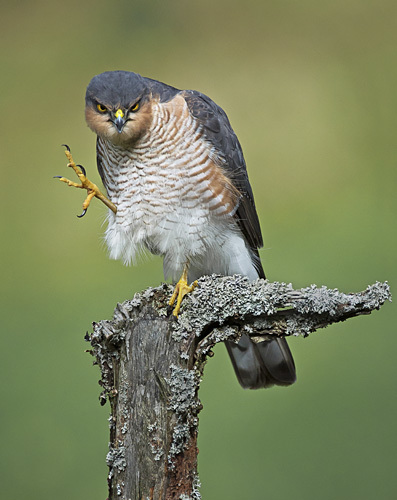 "Grumpy Sparrowhawk"