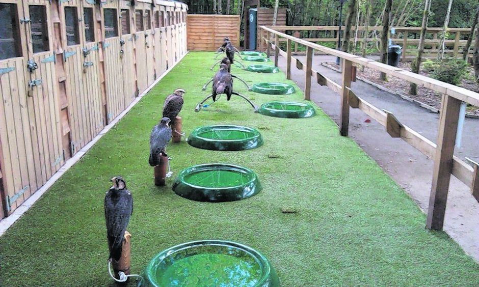 Bird of Prey centre