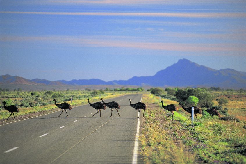 Emus crossing the road, Flinders Ranges