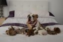 Kirstin Shepherd and Andrew Hart's Victorian bulldog Juma has given birth to a litter of 14 puppies