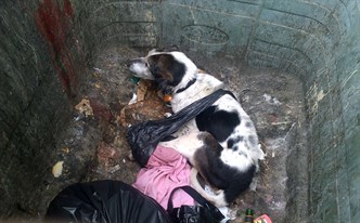 The dog was left abandoned in Dundee. Picture from Scottish SPCA