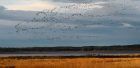 Geese at Findhorn Bay