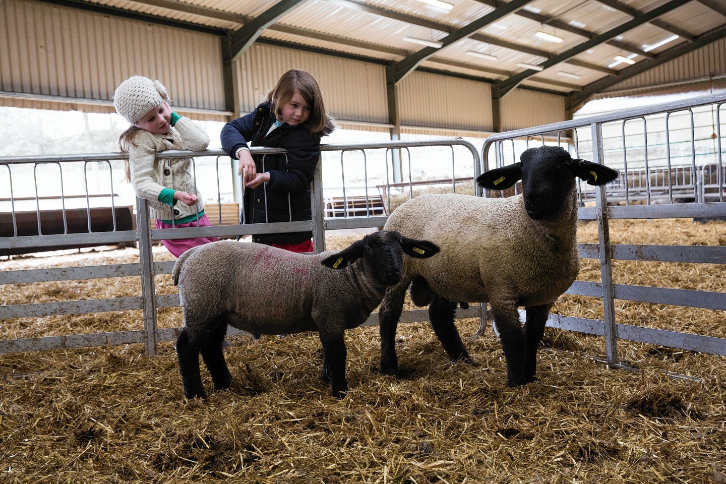 Superhero : Hefty Superman the lamb.