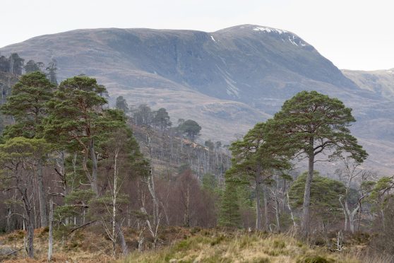 Loch Arkaig Pine Forest, near Spean Bridge