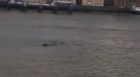 Is this Nessie swimming in The Thames?