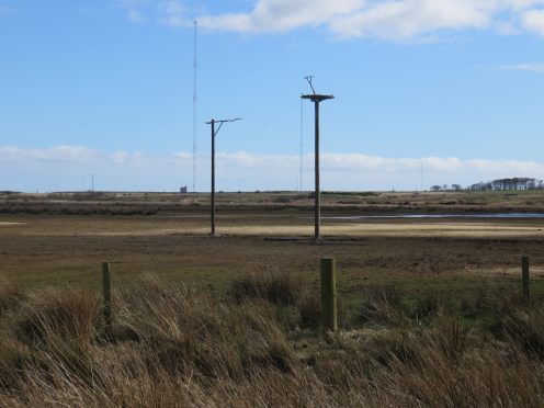 The finished platform taken by Ed Grace (RSPB Scotland)