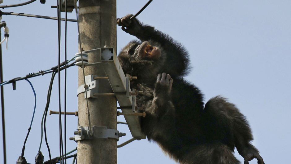 Chacha the chimp climbed up an electricity mast in Sendai, northern Japan (Kyodo News via AP)
