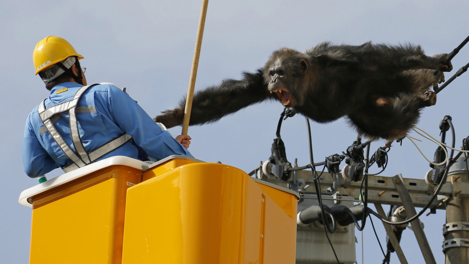 Chacha was not keen to be rescued (Kyodo News via AP)