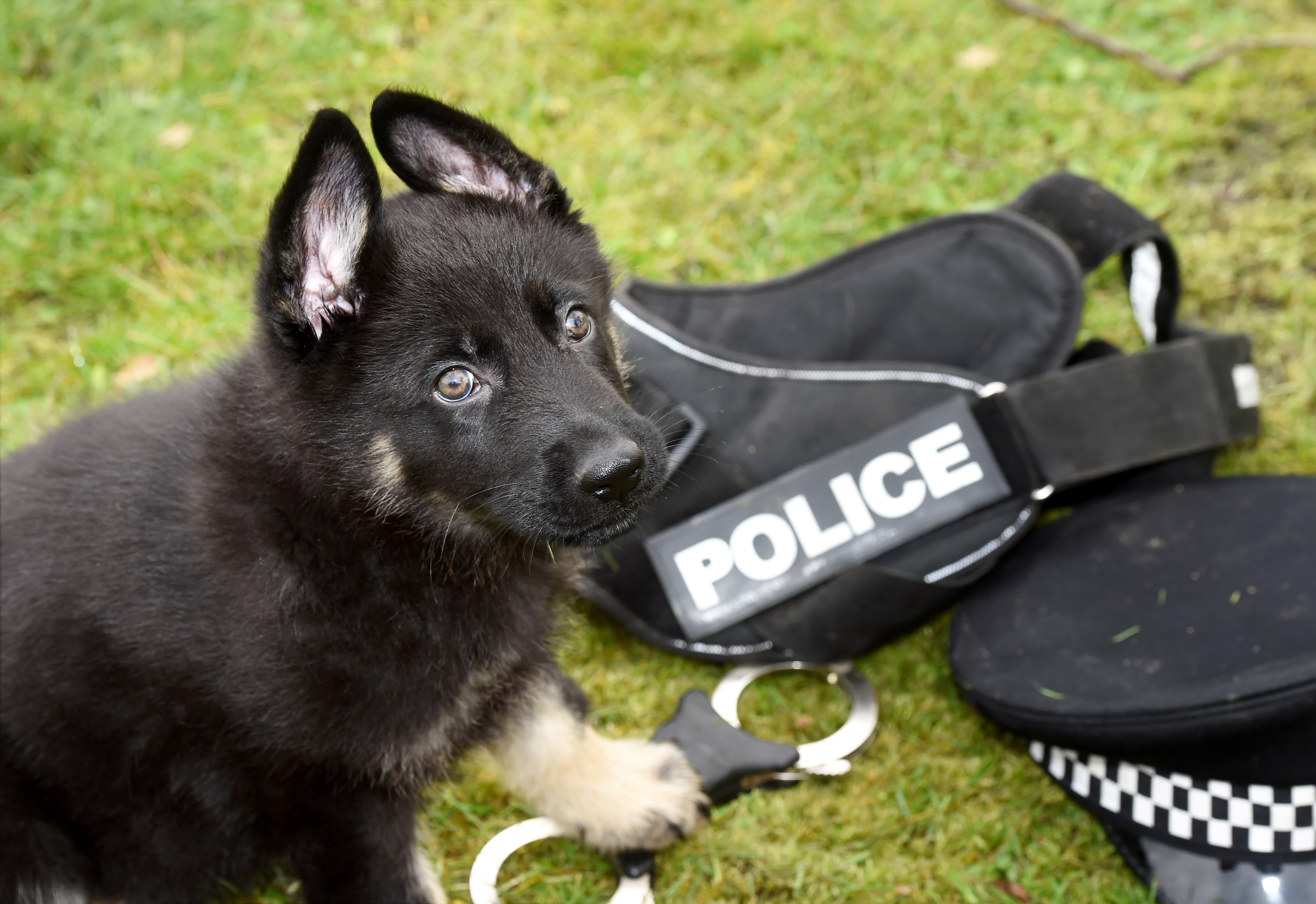 Police Scotland's newest four legged recruit, Police Dog Bodie