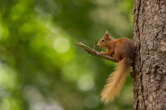 Red squirrel. Credit - Raymond Leinster