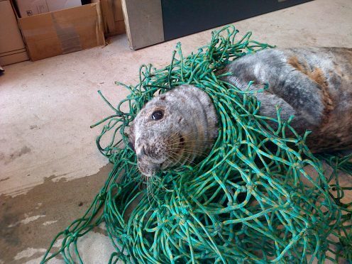 The seal was tangled in netting