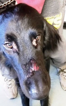 Murphy needed treatment after being burnt on his nose and stomach by hogweed.