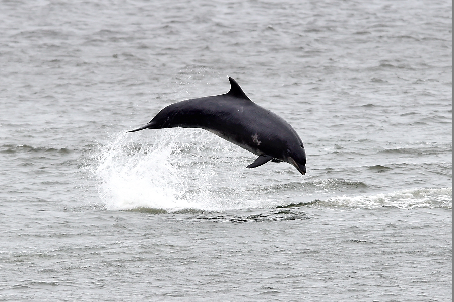 Dolphins at Aberdeen harbour