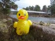 Duck visits Invercauld suspension bridge